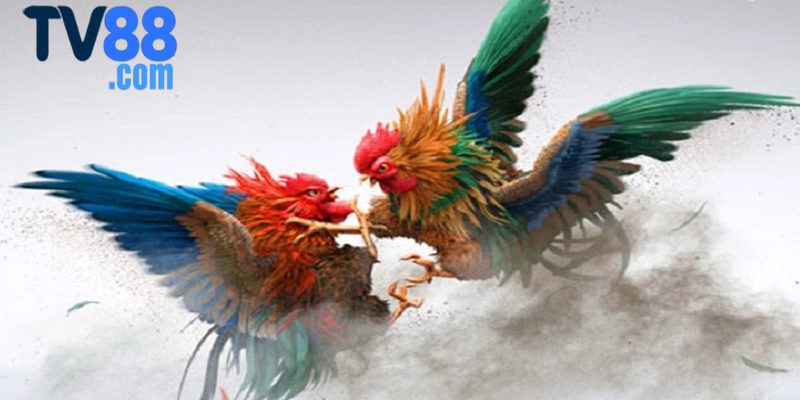 Giới thiệu đá gà TV88
