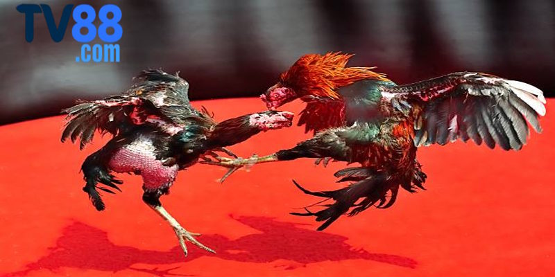 Tổng quan các ưu điểm của sân chơi đá gà TV88