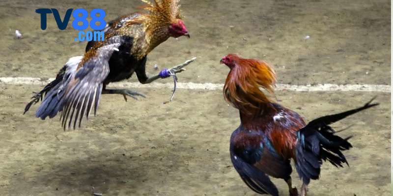 TV88 thanh toán nhanh để khách hàng an tâm